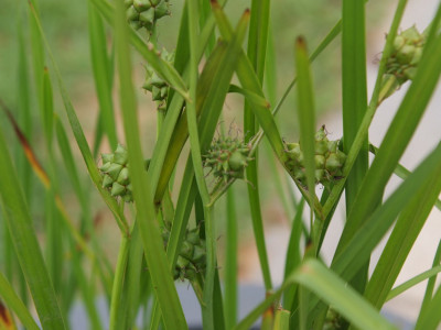 흑삼릉 사진 - Sparganium erectum L. Photos