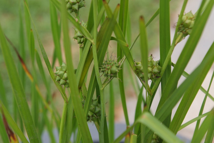 흑삼릉 - Sparganium erectum L.