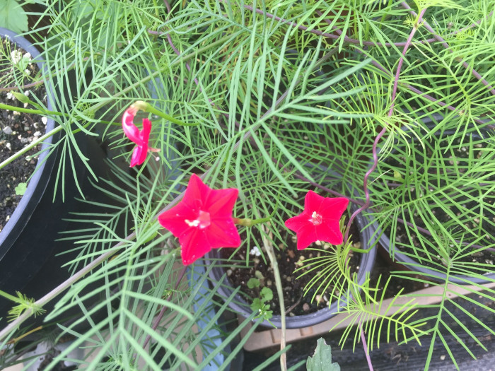 유홍초 - Cypress Vine, Quamoclit pennata (Desr.) Bojer