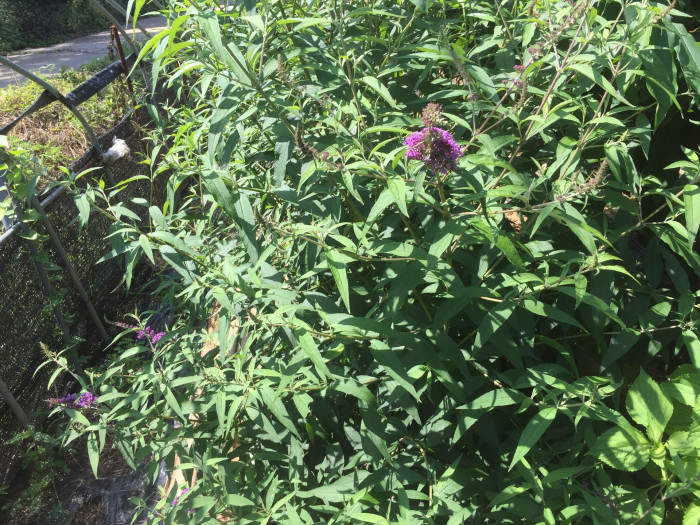 부들레야 - butterfly bush, Buddleja davidii