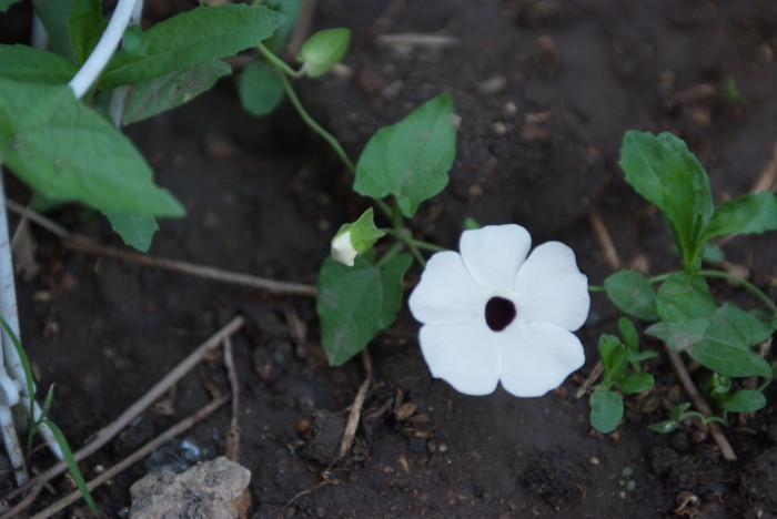 아프리카 나팔꽃 - Black-eyed Susan vine, Thunbergia alata