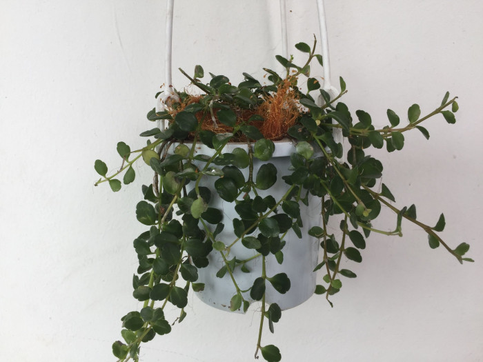 엔젤렘프 - Angel Lamp, Kalanchoe uniflora ‘Angel lamp‘