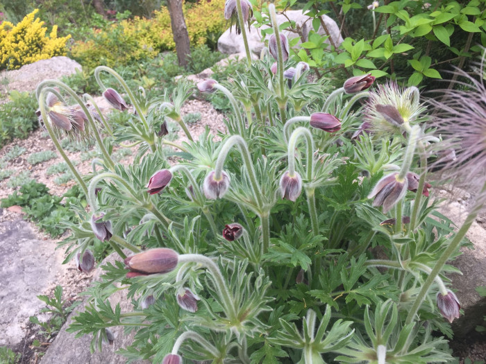 할미꽃 - Pulsatilla koreana