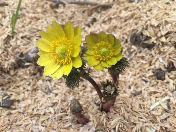 복수초 - Adonis amurensis