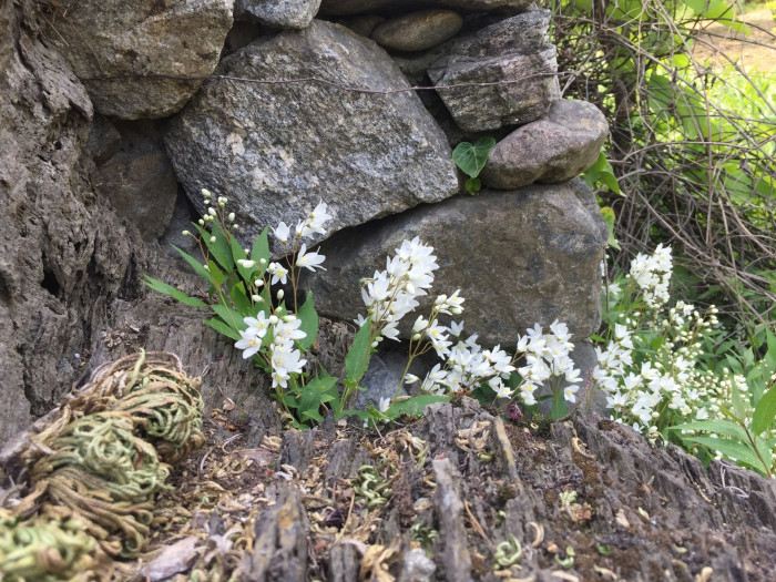 말발도리 - ?, Deutzia parviflora Bunge