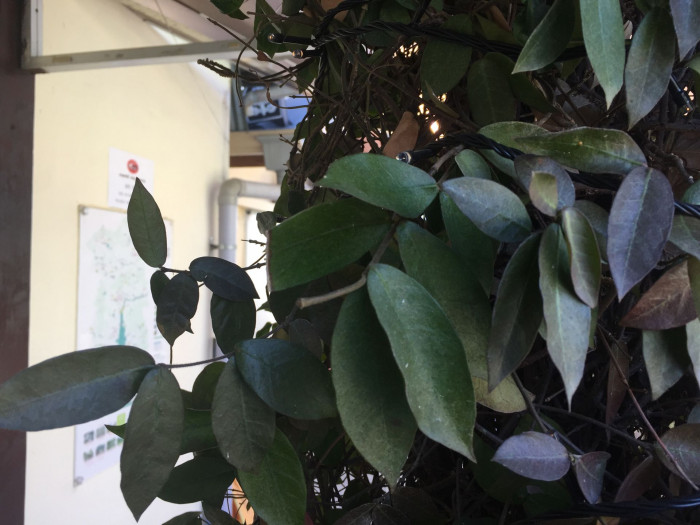 마삭줄 - Chines Jasmin, Trachelospermum asiaticum var. intermedium