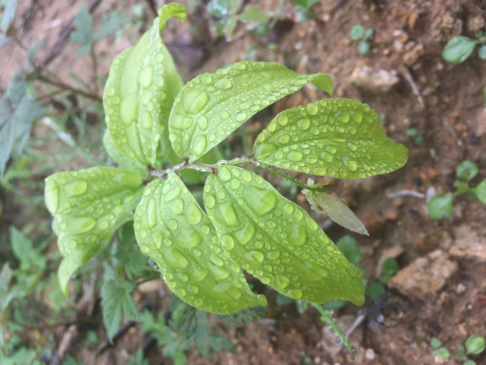 애기나리 - Disporum smilacinum A.Gray