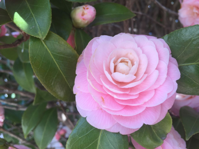 동백나무 - Camellia japonica L.