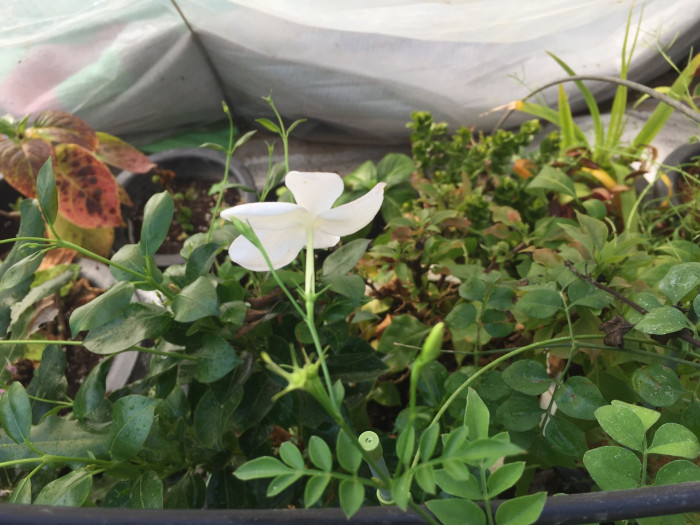 학자스민 - White Jasmine, Jasminum polyanthum Franchet