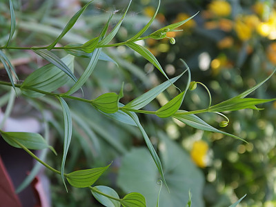 산데르소니아 사진 - Sandersonia aurantiaca Photos