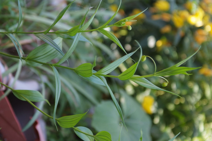 산데르소니아 - Chinese lantern lily, Christmas Bells, Sandersonia aurantiaca