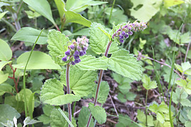 골무꽃 - Scutellaria indica L.