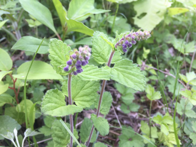골무꽃 사진 - Scutellaria indica L. Photos