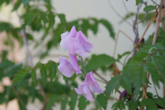 스위트피 - Sweet pea, Lathyrus odoratus L.