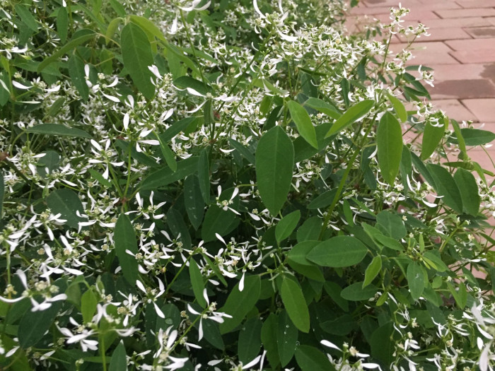 유포르비아 하이퍼리시폴리아 - Euphorbia hypericifolia