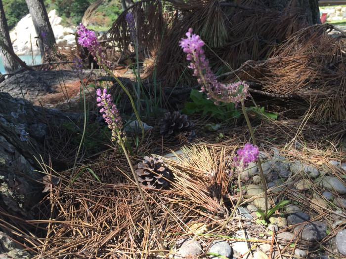 무릇 - Scilla scilloides