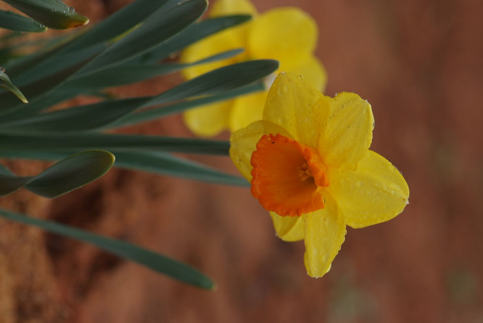 수선화 - daffodil, Narcissus tazetta var. chinensis