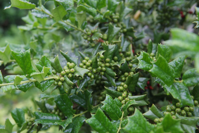 호랑가시나무 - Ilex cornuta Lindl. & Paxton