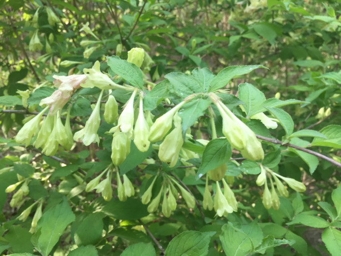삼색병꽃나무 - Weigela florida for. subtricolor Nakai