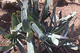 부채 알로에 - Aloe plicatilis (L.) Mill. 