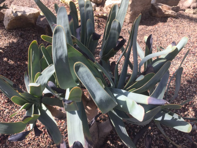 부채 알로에 사진 - Aloe plicatilis (L.) Mill.  Photos