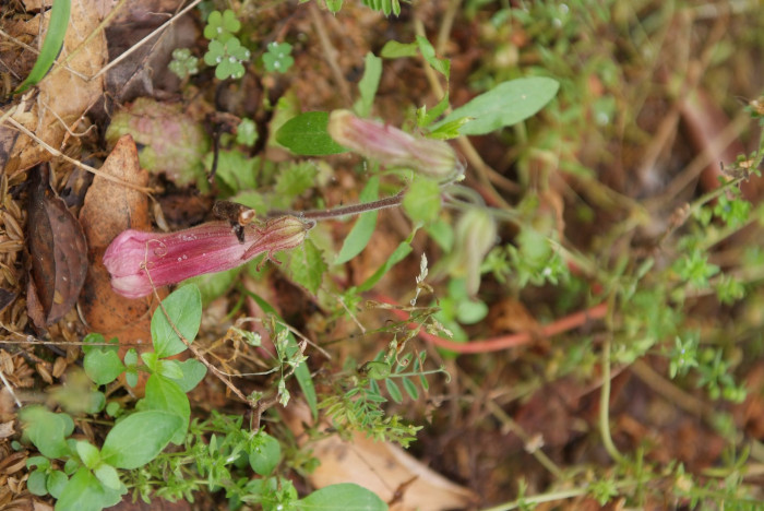 지황 - Rehmannia glutinosa (Gaertn.) Libosch. ex Steud.