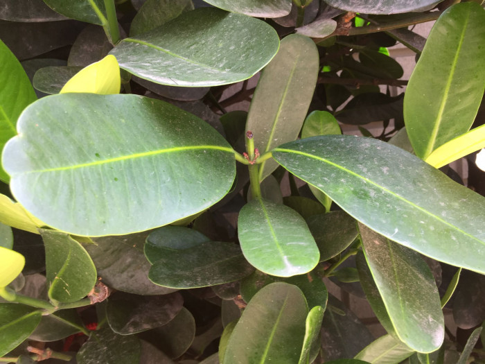 크루시아 로세아 - Autograph Tree, Clusia rosea