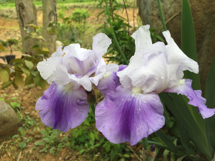 독일붓꽃 - German iris, Iris germanica L.