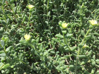 크라슐라 라누기노사 사진 - Crassula Lanuginosa Harv. Photos