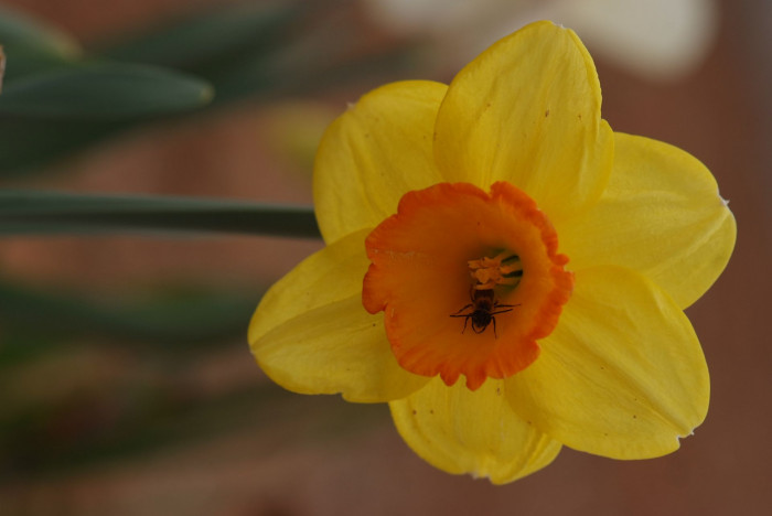 수선화 - daffodil, Narcissus tazetta var. chinensis