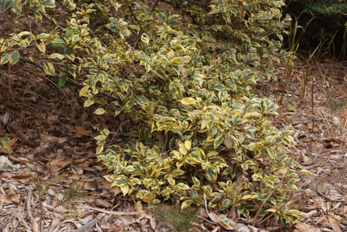 구실잣밤나무 - Castanopsis sieboldii (Makino) Hatus.