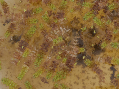 생이가래 사진 - Salvinia natans (L.) All. Photos