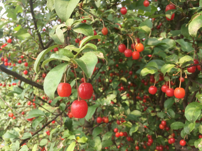 보리수나무 - Littleleaf linden tree, Elaeagnus umbellata Thunb.