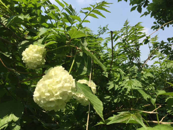 불두화 - Snowball tree, Viburnum opulus for. hydrangeoides (Nakai) Hara