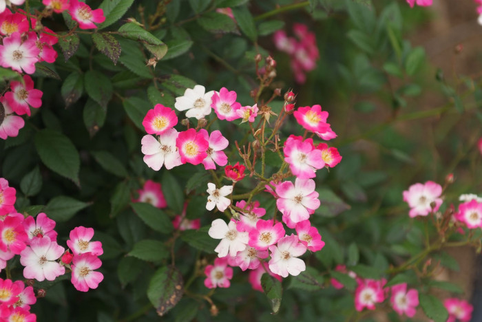찔레꽃 - Rosa multiflora, Rosa multiflora Thunb. var. multiflora