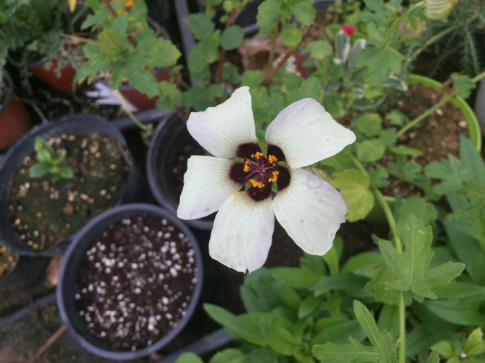 수박풀 - Hibiscus trionum