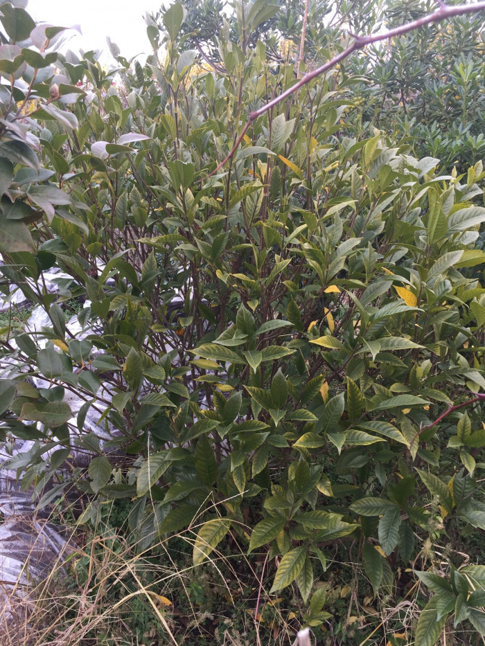 치자나무 - Gardenia jasminoides Ellis var. jasminoides