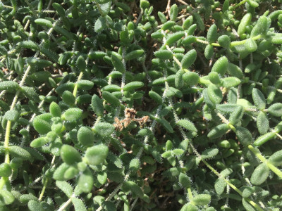 크라슐라 라누기노사 사진 - Crassula Lanuginosa Harv. Photos