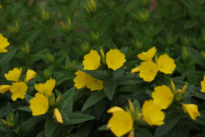 황금낮달맞이 - Miscible, Oenothera fruticosa