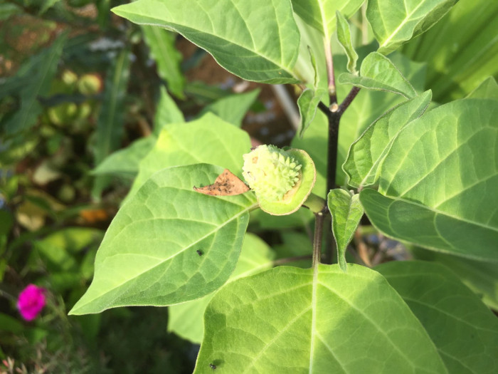 독말풀 - Datura stramonium