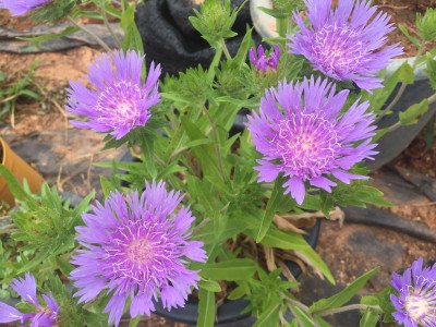 풍차국 사진 - Stokesia laevis Photos