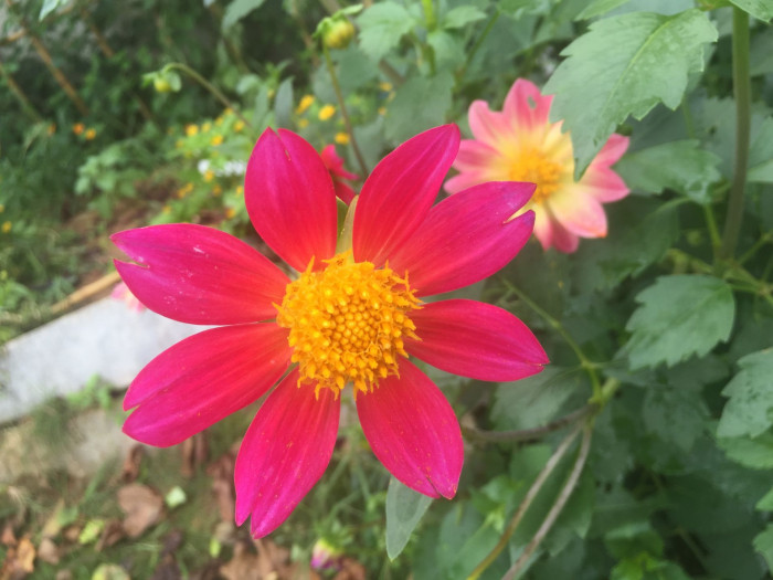 다알리아 - YELLOw BAIRD, Dahlia pinnata Cav.