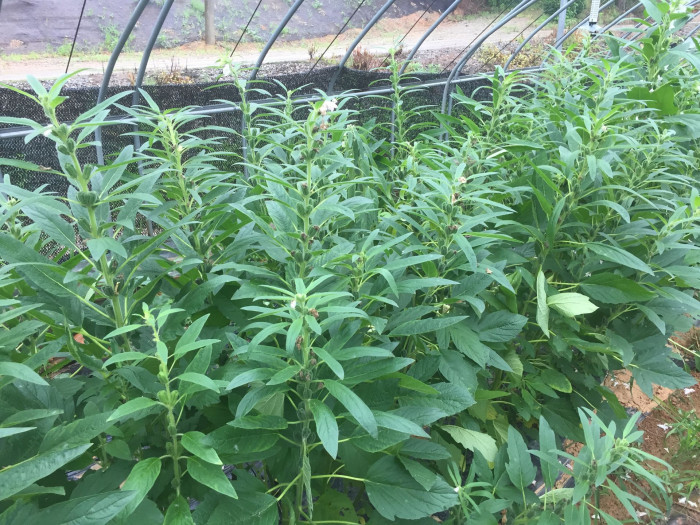 참깨 - Sesamum indicum L.