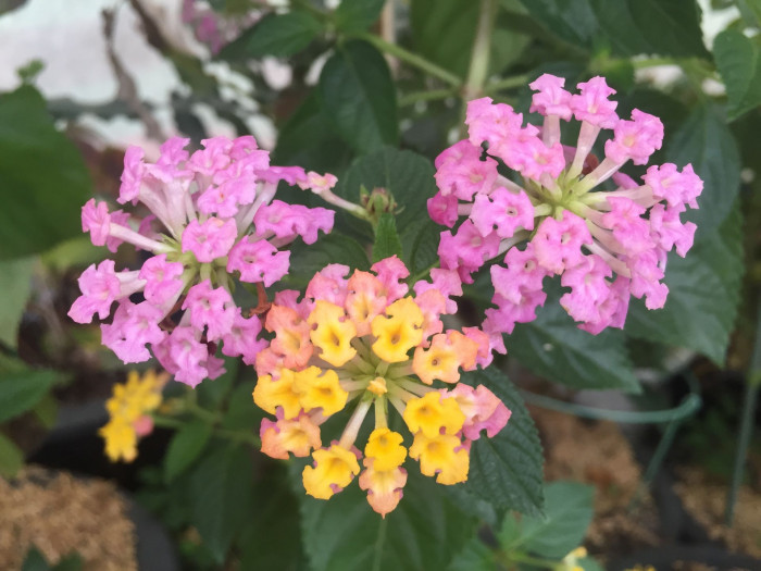 란타나 - Spanish Flag, West Indian Lantana, Lantana camara