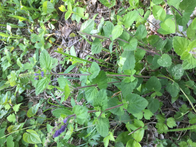 골무꽃 사진 - Scutellaria indica L. Photos