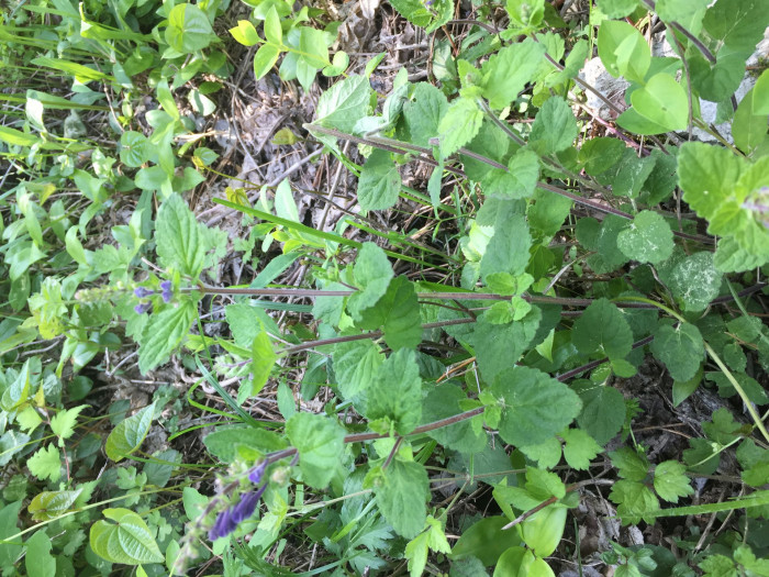 골무꽃 - Scutellaria indica L.