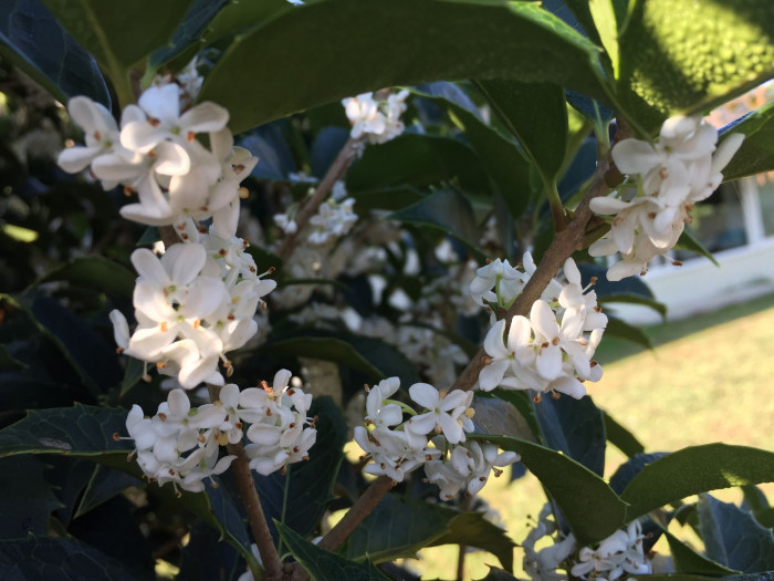 은목서 - ㅑ, Osmanthus asiaticus Lour. var. fragrans