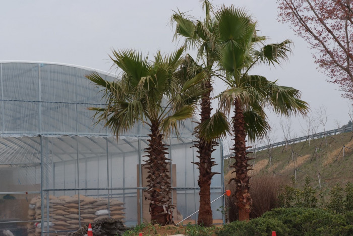 워싱턴야자 - Washington palm, California Fan Palm, Washingtonia filifera