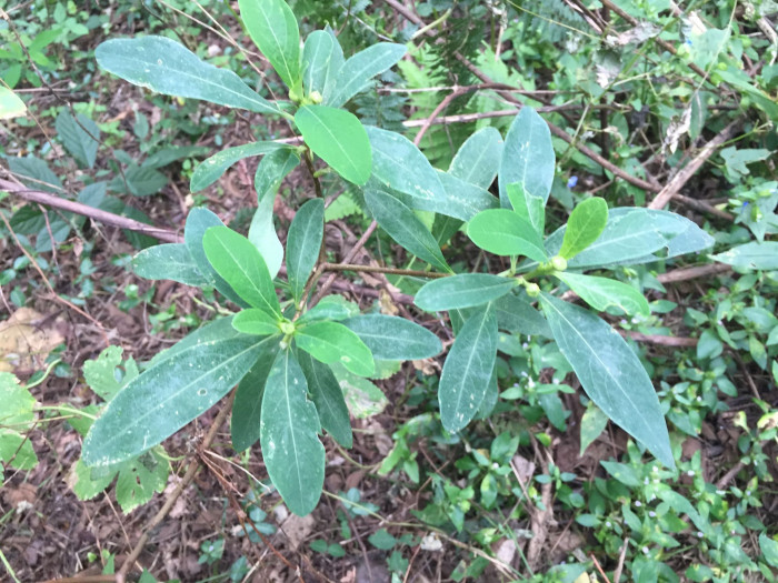 삼지닥나무 - Edgeworthia chrysantha Lindl.