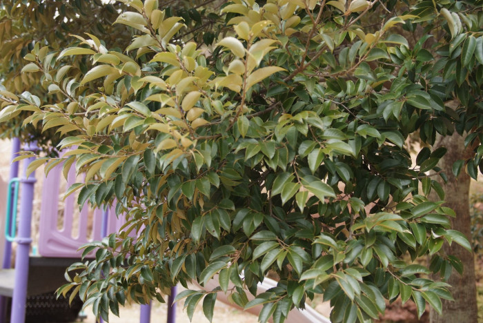 구실잣밤나무 - Castanopsis sieboldii (Makino) Hatus.